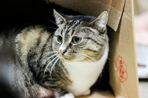 Welche Anzeichen deuten darauf hin, dass mein Hund Schmerzen hat?